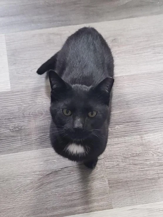 A young medium-sized male Black Domestic Short Hair cat named Jeter for adoption in Lemoyne, PA