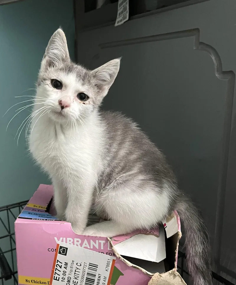 A young medium-sized male Gray & White Domestic Short Hair cat named Floyd for adoption in Zimmerman, MN