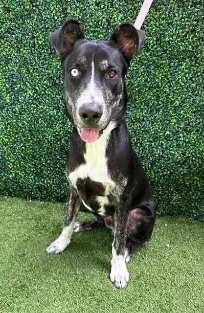 A young large-sized male Labrador Retriever dog named Picasso for adoption in Naples, FL
