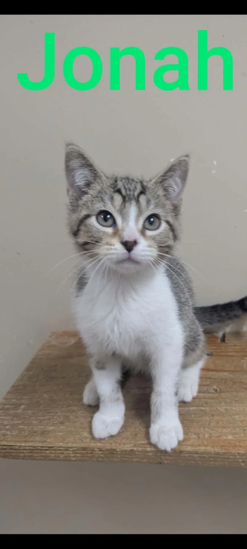 A baby medium-sized male Tabby (Gray / Blue / Silver) Domestic Short Hair cat named Jonah for adoption in Logan, OH