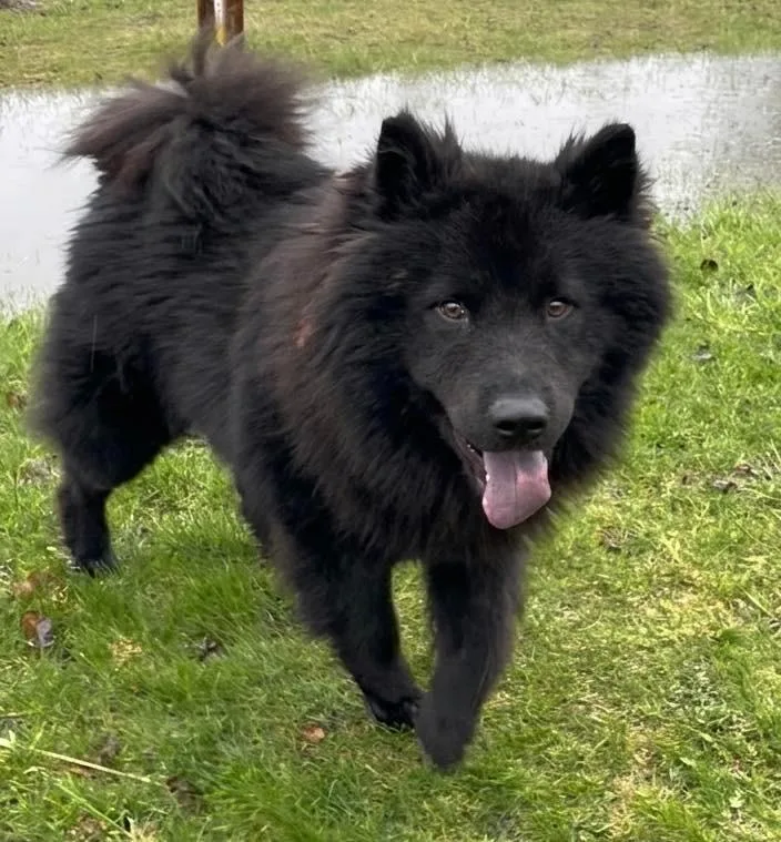 A young large-sized male Chow Chow dog named Rex for adoption in Muskegon, MI