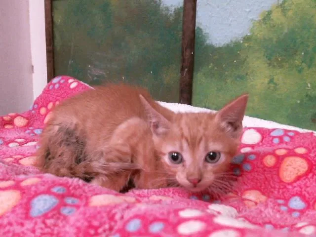 A baby small-sized male Domestic Short Hair cat named Nick for adoption in Houston, TX