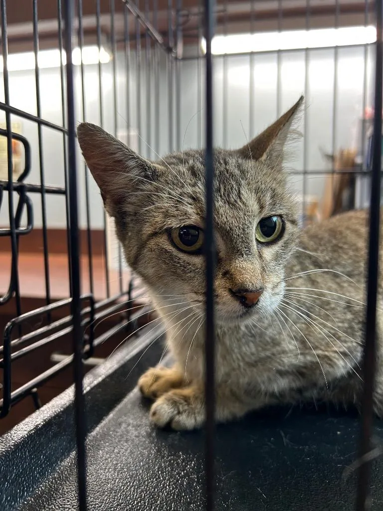 A young medium-sized female Domestic Short Hair cat named Violet for adoption in Gautier, MS