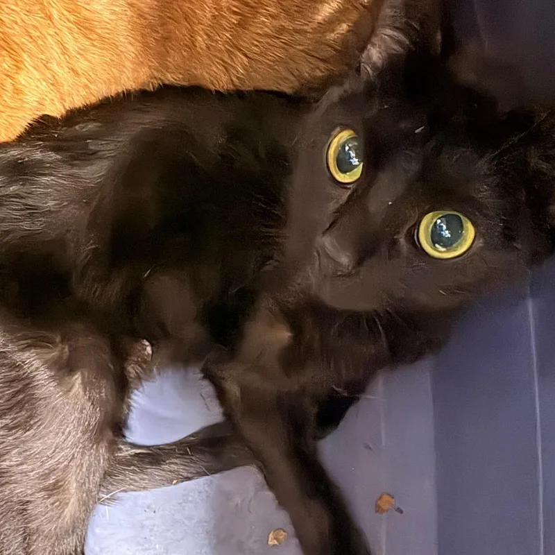 A young small-sized female Black Domestic Short Hair cat named Love for adoption in Newark, NJ