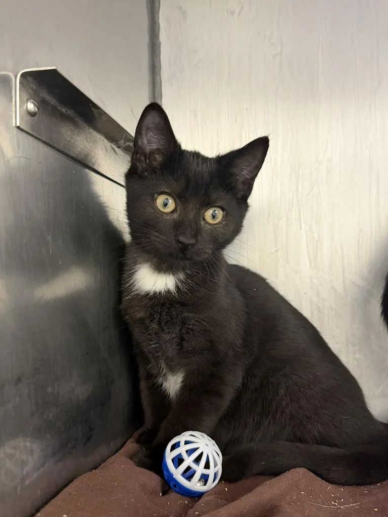 A baby medium-sized male Domestic Short Hair cat named Romy for adoption in Pomona, NY