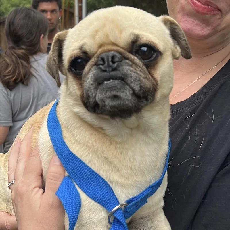 Gordo