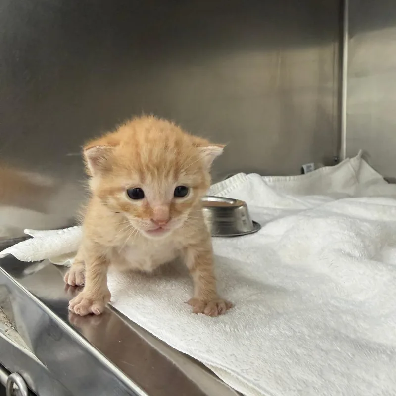 A baby small-sized male Orange / Red Domestic Short Hair cat named Cairo for adoption in Auburn, AL
