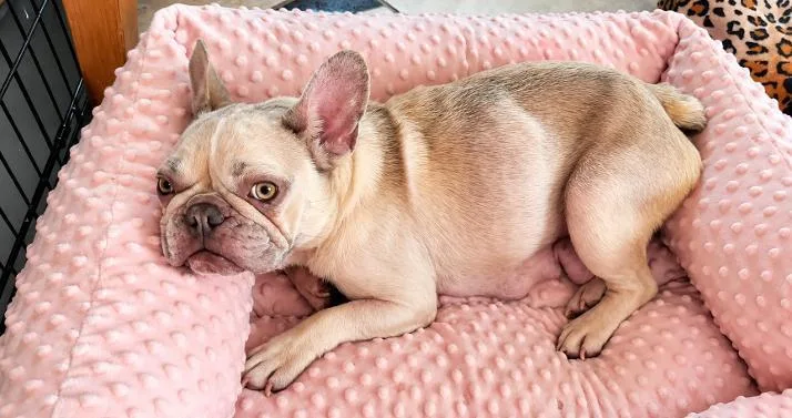 An adult small-sized female French Bulldog dog named Blondie Mae for adoption in CLAREMONT, CA
