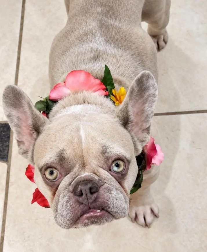 Blondie Mae thumbnail 2