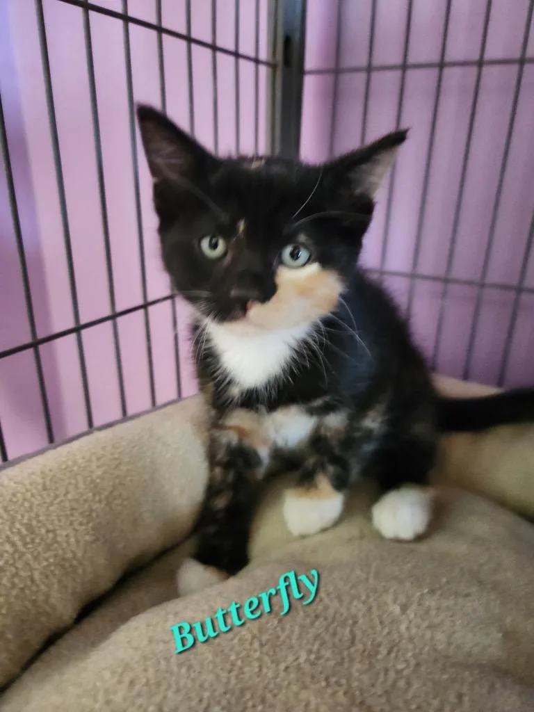 A baby small-sized female Domestic Short Hair cat named Butterfly for adoption in Cambridge, MD