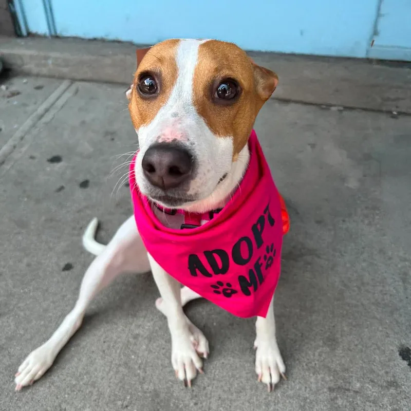 A baby medium-sized female Mixed Breed dog named Tamsin for adoption in Long Island City, NY