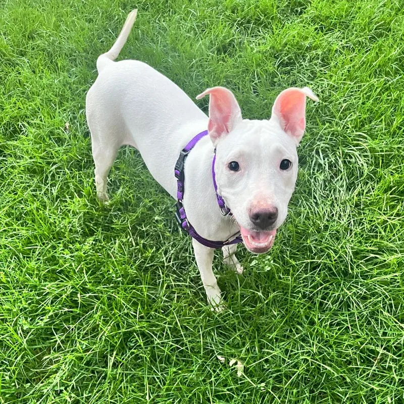 A young medium-sized female White / Cream Pit Bull Terrier dog named Doralee for adoption in Chicago, IL