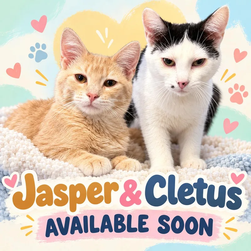 A young medium-sized male Domestic Short Hair cat named Jasper & Cletus for adoption in Marshall, MO