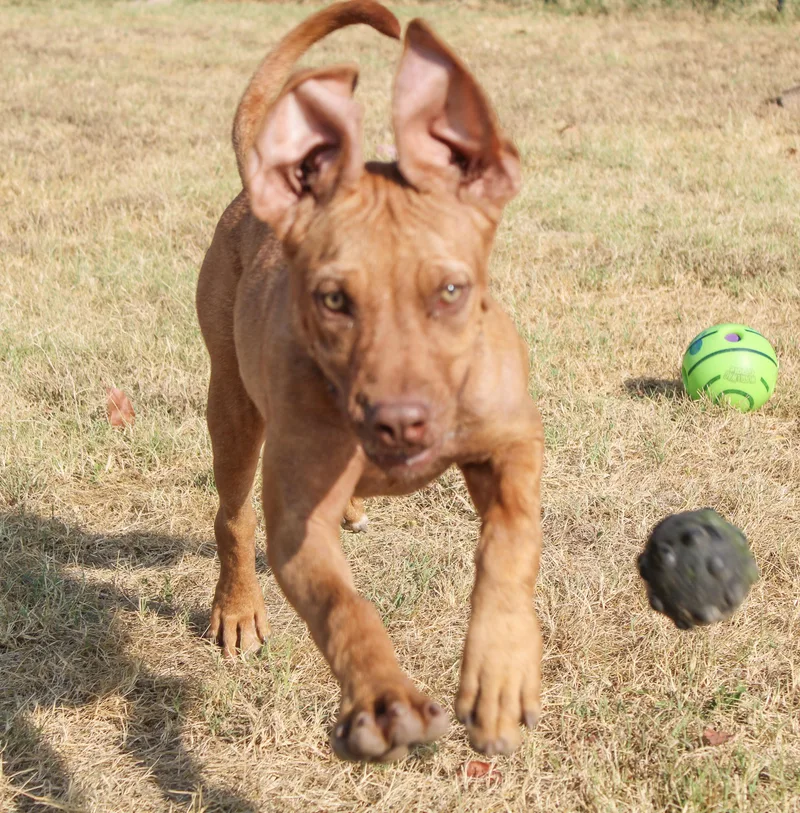 A young extra large-sized female Red / Chestnut / Orange Dogue de Bordeaux dog named Journey for adoption in Neosho, MO