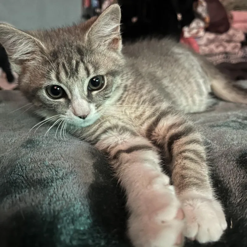 A baby small-sized female Gray / Blue / Silver Domestic Short Hair cat named KatLin for adoption in Rocky Mount, VA