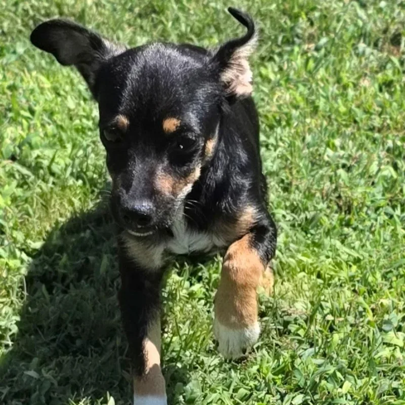 A young small-sized male Bicolor Wirehaired Dachshund dog named Ferdinand for adoption in Seal Beach, CA