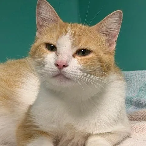 An adult medium-sized female Domestic Short Hair cat named Cecelia for adoption in Owosso, MI