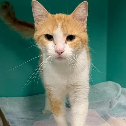 Cecelia thumbnail 3