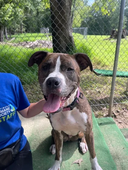 Lil Dude thumbnail 4