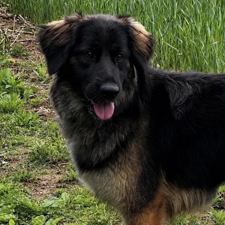 A young medium-sized female Black German Shepherd Dog dog named Akira for adoption in New Ringgold, PA