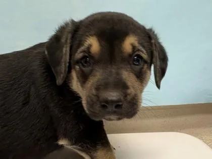 A baby large-sized female Mixed Breed dog named Alyssa for adoption in Woodbury, MN