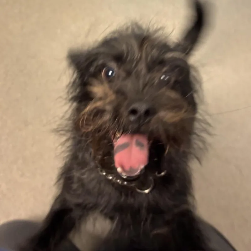 A young small-sized female Black Terrier dog named Chicken Parm for adoption in Baltimore, MD