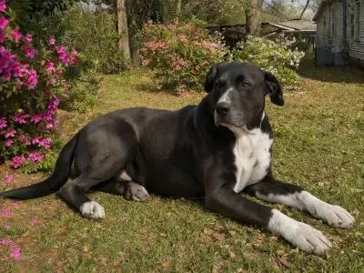 Big Mama