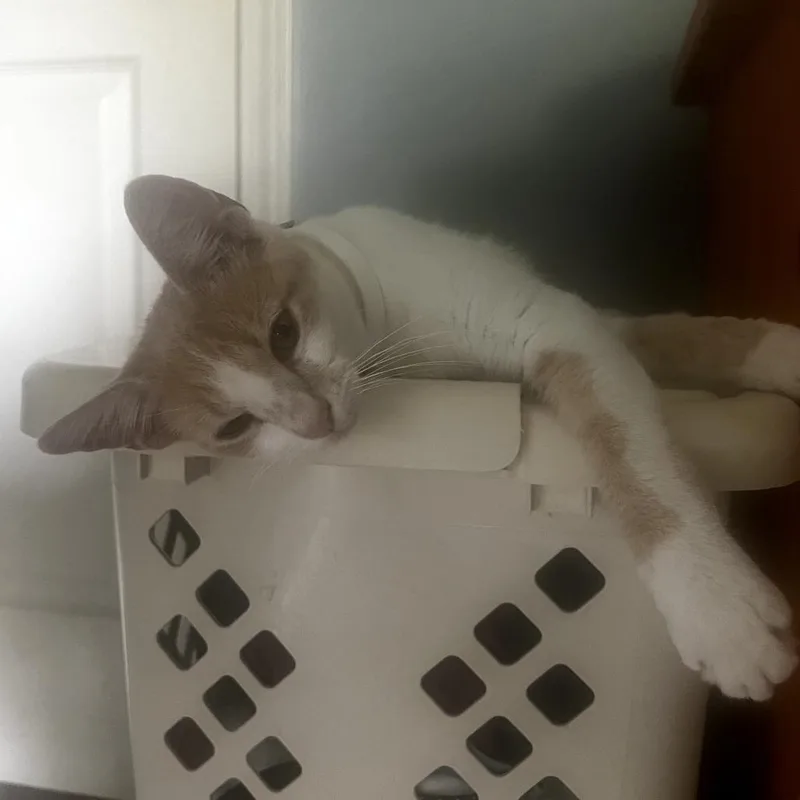 Mischief @ Pet Supplies