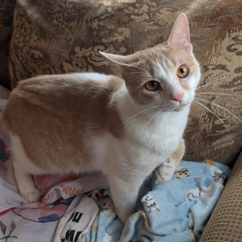 Mischief @ Pet Supplies thumbnail 2