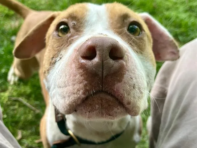 An adult medium-sized male Pit Bull Terrier dog named Franklin for adoption in Charlotte, NC