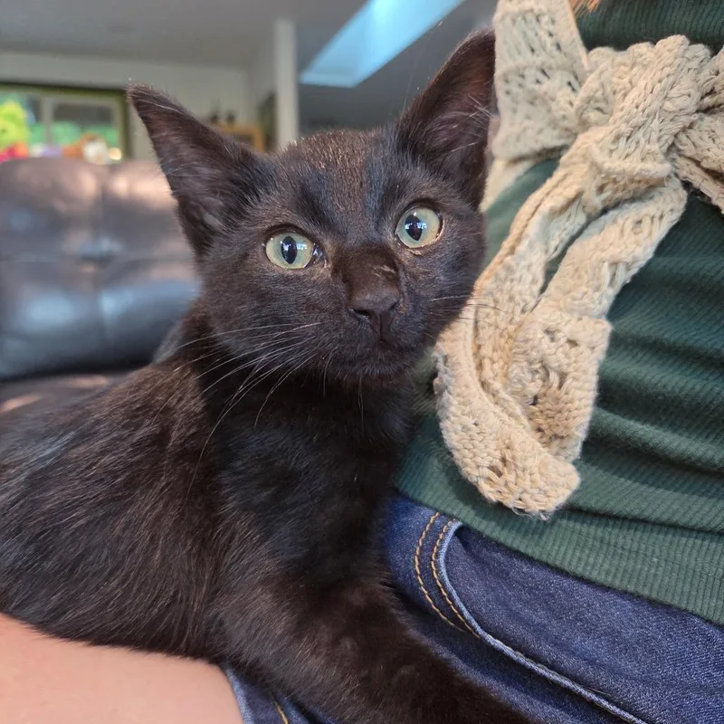 A baby small-sized male Black Domestic Short Hair cat named Malcolm Todd for adoption in Redmond, WA