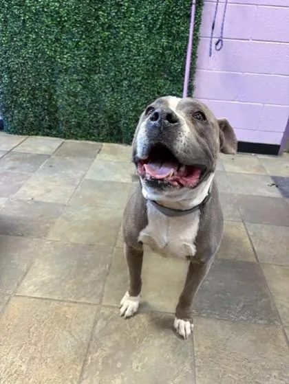 A baby medium-sized male Gray / Blue / Silver Pit Bull Terrier dog named 61073077 for adoption in El Paso, TX