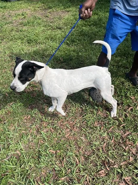 A young medium-sized male Terrier dog named Marvin for adoption in Miami, FL