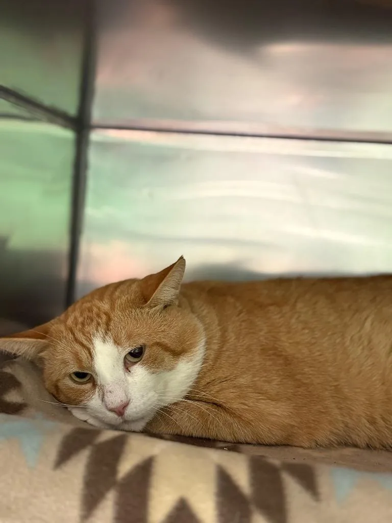 An adult medium-sized male Domestic Short Hair cat named Flash for adoption in Olean, NY