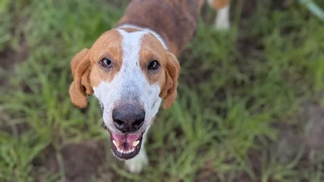 An adult large-sized male Redbone Coonhound dog named Fishlegs for adoption in Ocala, FL