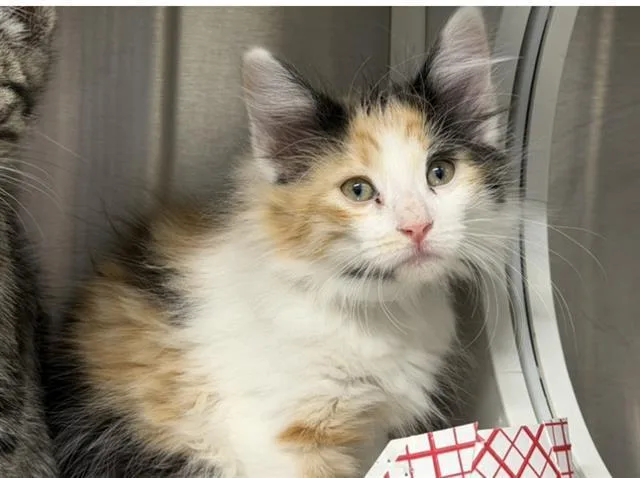 A baby small-sized female Domestic Short Hair cat named Barbara for adoption in Tustin, CA