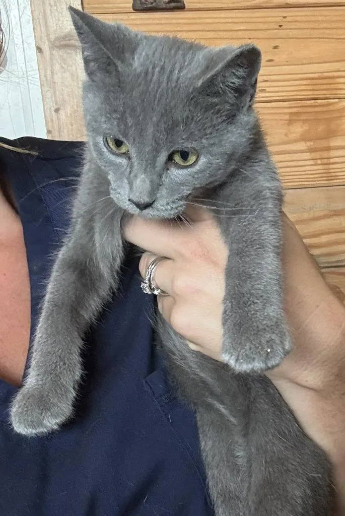 A baby medium-sized male Domestic Short Hair cat named Tippy for adoption in St. Cloud, MN