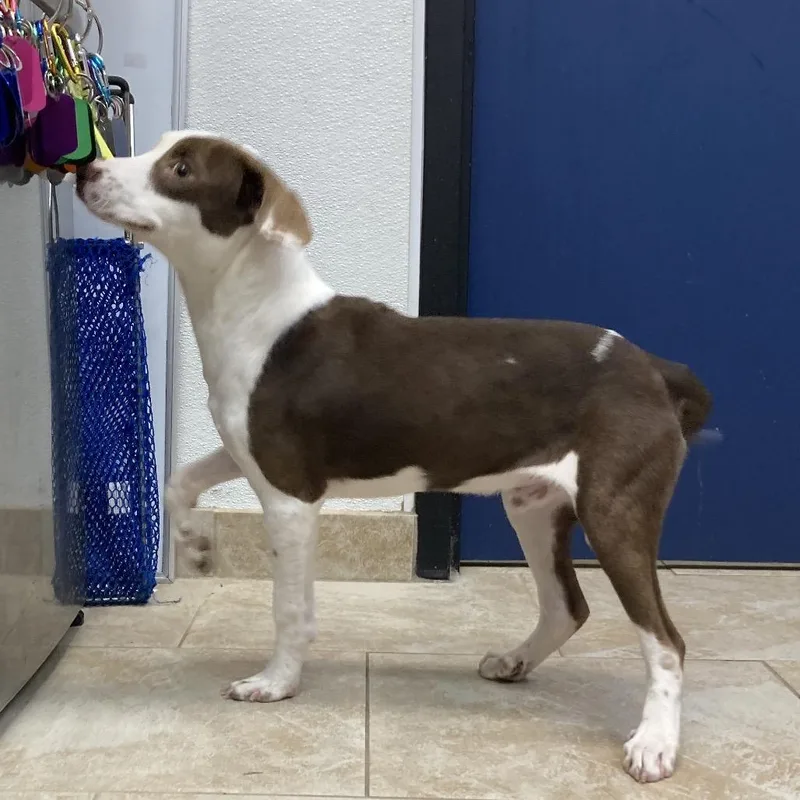 A baby medium-sized male Brown / Chocolate Mixed Breed dog named Bug for adoption in Galveston, TX