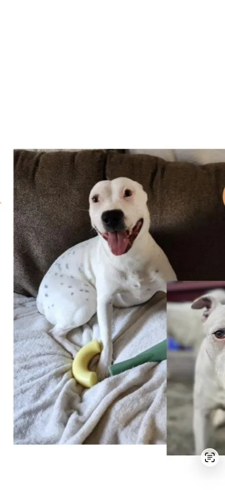 An adult large-sized female White / Cream Mixed Breed dog named Karah for adoption in Canton , GA
