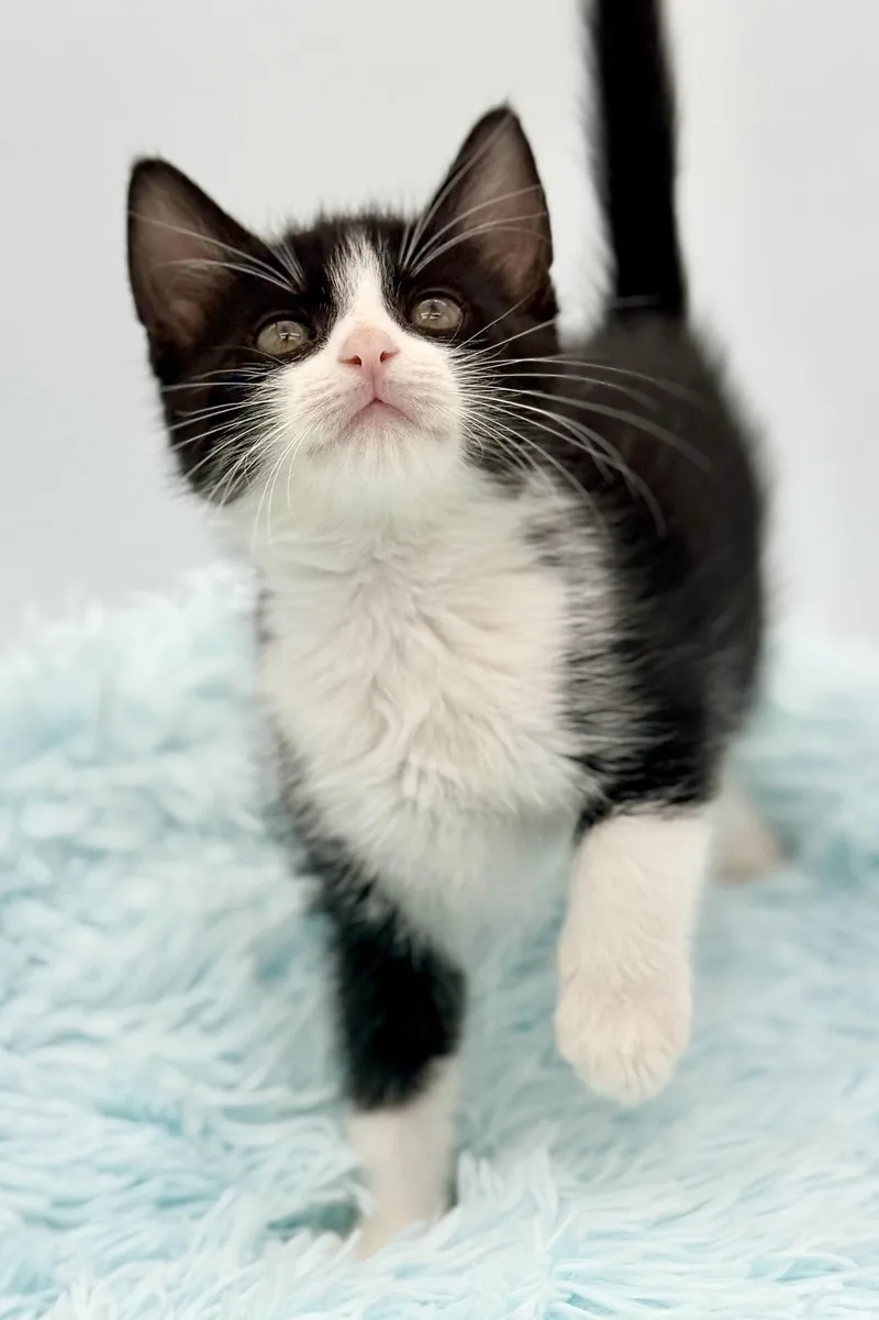 A baby medium-sized male Black & White / Tuxedo Tuxedo cat named Shake Weight for adoption in Covington, LA