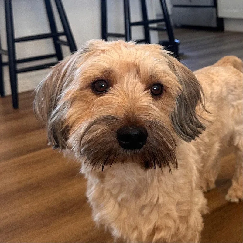 A young small-sized male Havanese dog named Winston for adoption in Bloomfield, CT