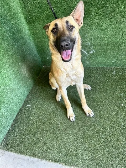 A young medium-sized female Belgian Shepherd / Malinois dog named Hilde for adoption in Lancaster, CA