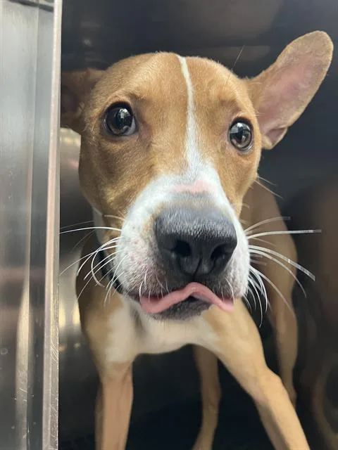 A young large-sized male Mixed Breed dog named Parker for adoption in Dallas, TX