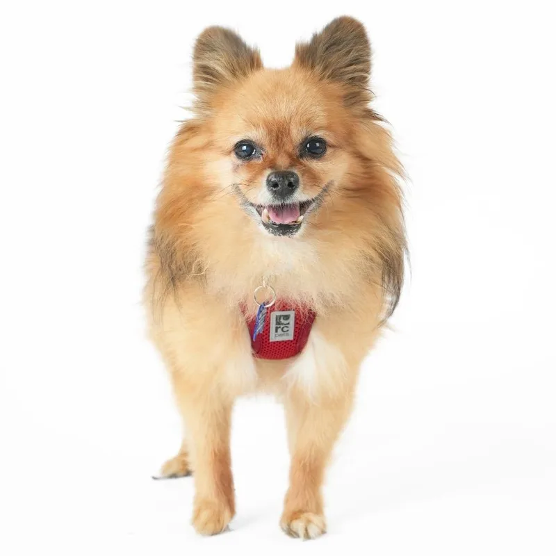 A senior small-sized male Pomeranian dog named Omc for adoption in San Francisco, CA