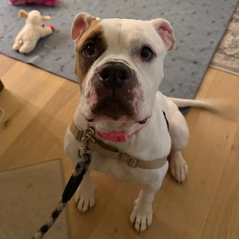 An adult large-sized female White / Cream American Bulldog dog named Star for adoption in Fredericksburg, VA