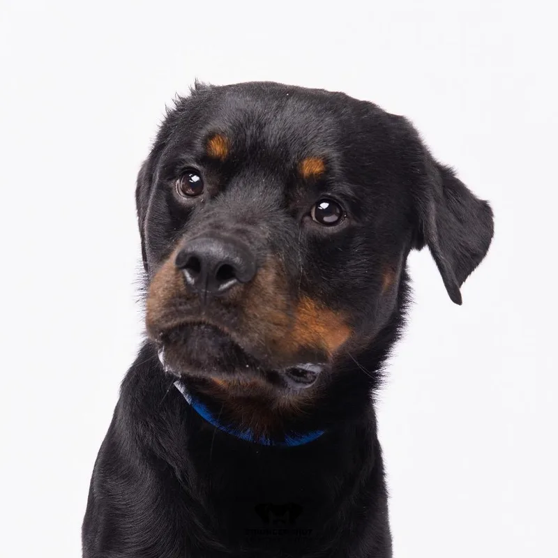 An adult large-sized male Black Rottweiler dog named Cornelius for adoption in Tampa, FL