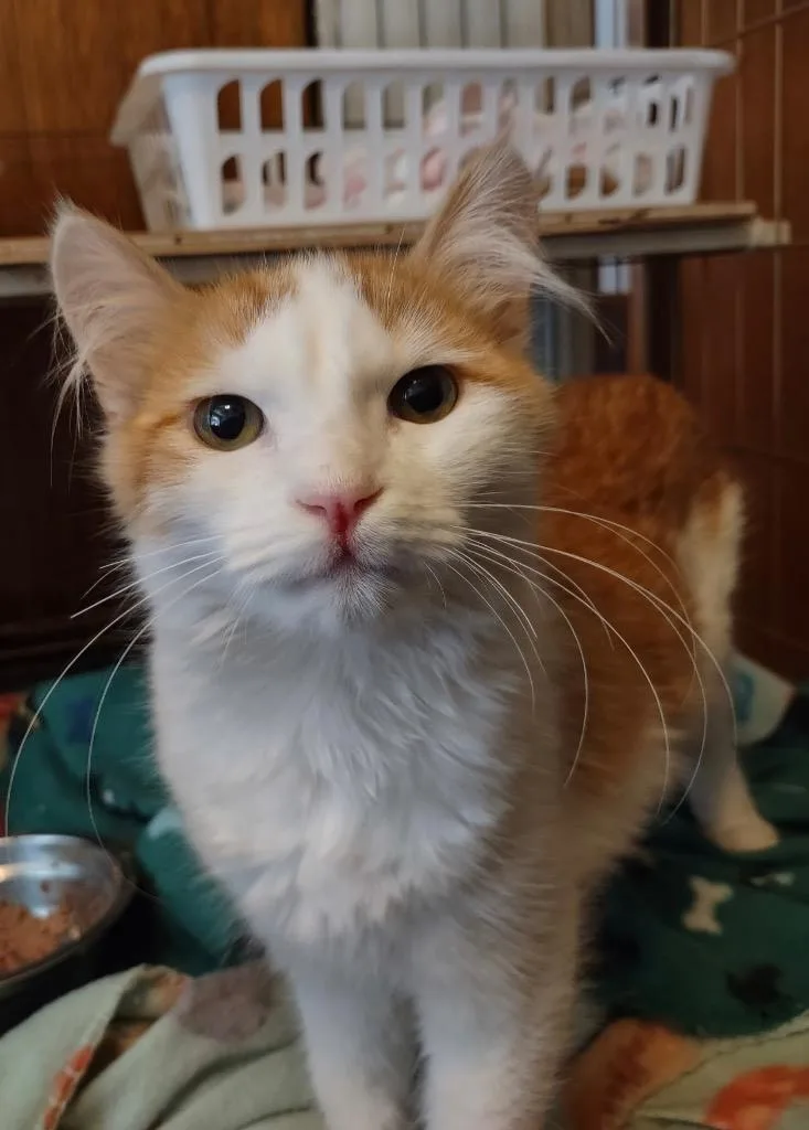 A young medium-sized male Domestic Medium Hair cat named Tater Tot for adoption in Ogden, UT