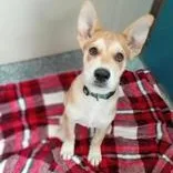 A baby medium-sized male Siberian Husky dog named Spud for adoption in Santa Cruz, CA