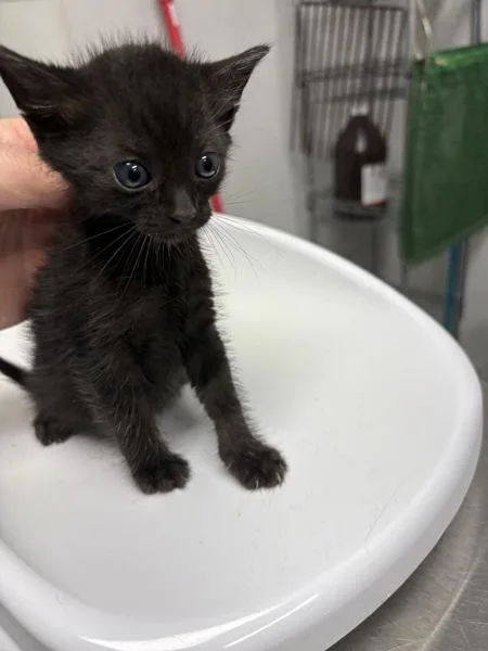 A baby small-sized female Domestic Short Hair cat named Kc for adoption in Lawrenceville, GA