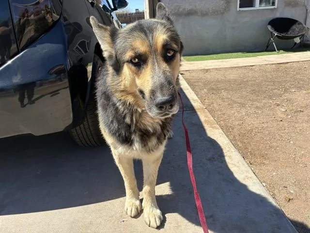 An adult large-sized male German Shepherd Dog dog named Blue for adoption in Mesa, AZ